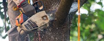 Reliable Hugoton, KS Tree Care Solutions