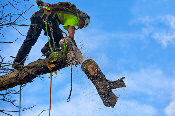 Tree and Shrub Care in Hugoton, KS